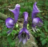 Aconitum lasiocarpum ssp. kotulae