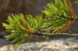 genus Pinus. Верхушки веточек молодого растения. Берег Белого моря, юго-зап. ч. Онежской губы, губа Смолениха, прибрежные скалы. Август 2014 г.
