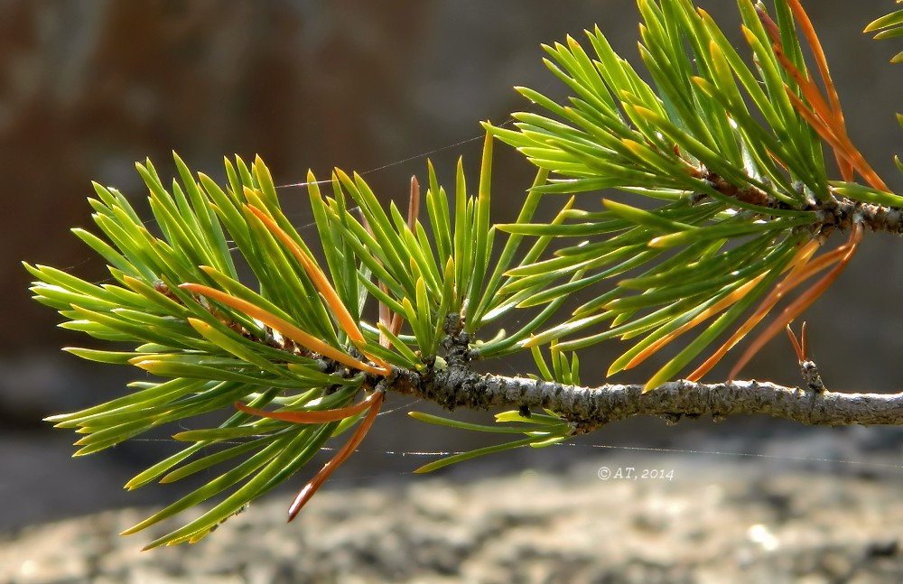 Изображение особи род Pinus.