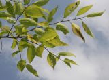 Celtis tournefortii. Ветвь. Германия, г. Дюссельдорф, Ботанический сад университета. 04.09.2014.