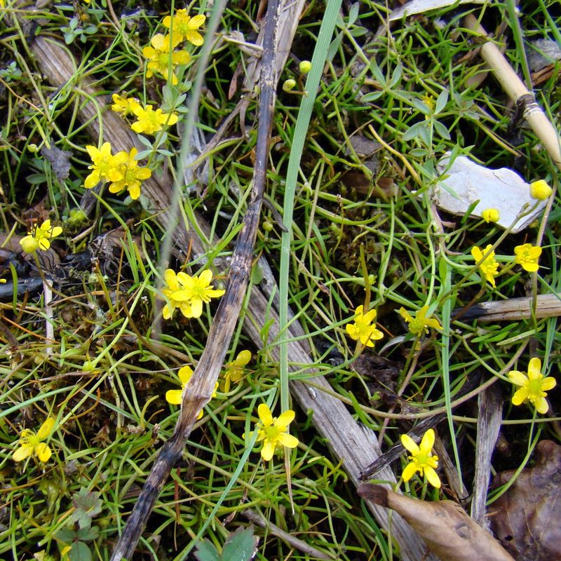 Image of Ranunculus reptans specimen.