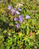 Geranium sylvaticum. Цветущее растение. Соловецкие острова, остров Большой Заяцкий. 07.07.2014.