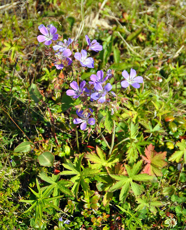 Image of Geranium sylvaticum specimen.