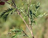 Potentilla multifida