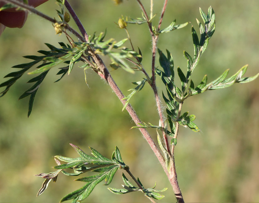 Изображение особи Potentilla multifida.