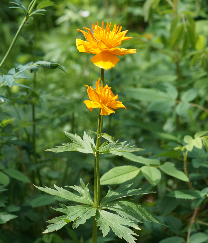 Изображение особи Trollius asiaticus.