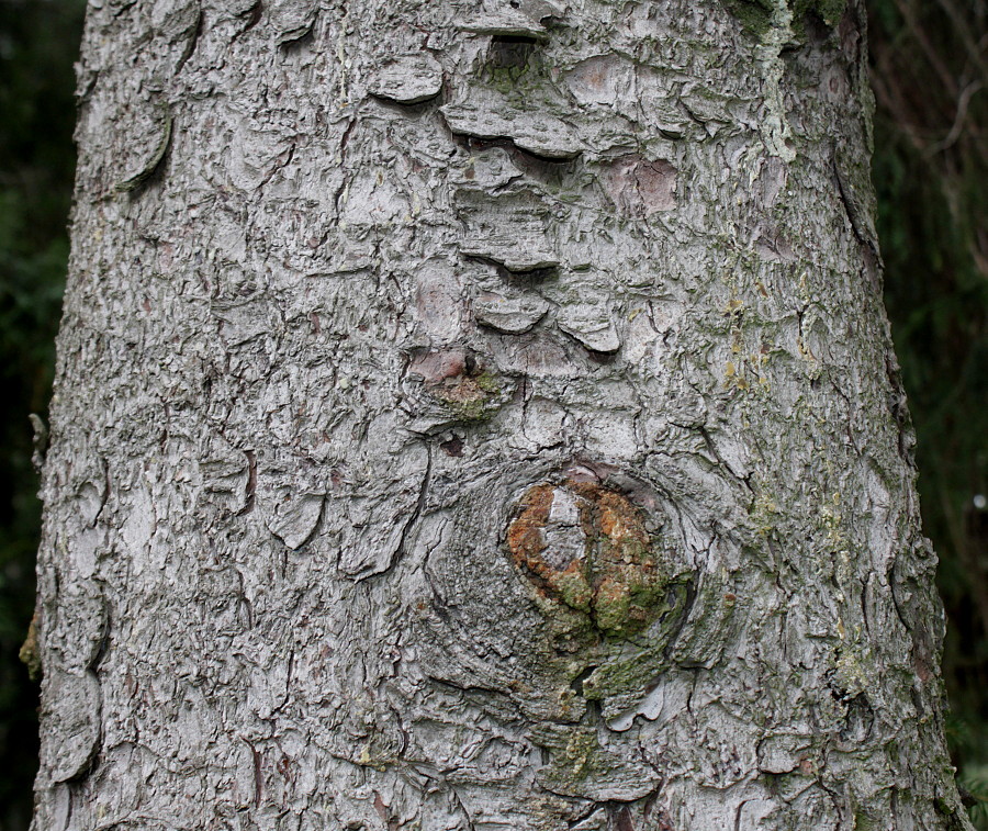 Image of Picea sitchensis specimen.