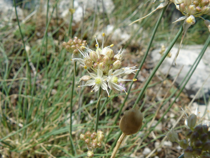 Image of Allium marschallianum specimen.