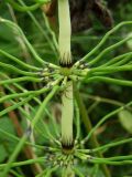 Equisetum telmateia. Часть побега c притаившимся пауком. Южный Берег Крыма. 20 июля 2009 г.