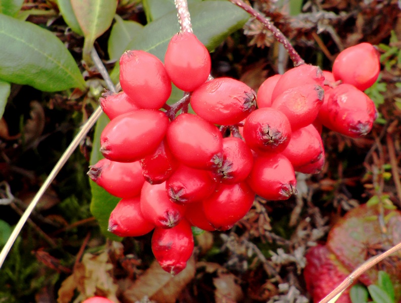 Изображение особи Sorbus sambucifolia.