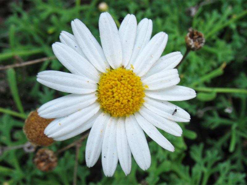 Изображение особи Argyranthemum frutescens.