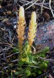 Selaginella selaginoides. Спороносящее растение. Кольский полуостров, Восточный Мурман, пос. Дальние Зеленцы. 06.09.2009.