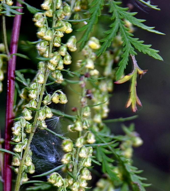 Image of Artemisia gmelinii specimen.