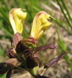 Pedicularis labradorica. Цветки (сильно увеличено). Ямало-Ненецкий АО, окрестности г. Лабытнанги, конец июля.