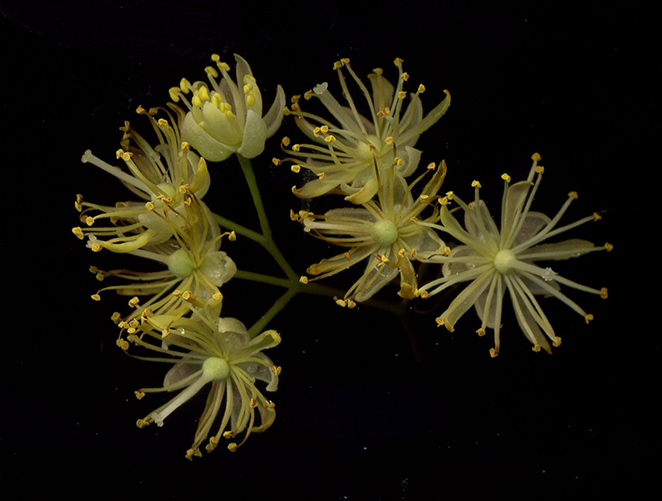 Image of Tilia cordata specimen.