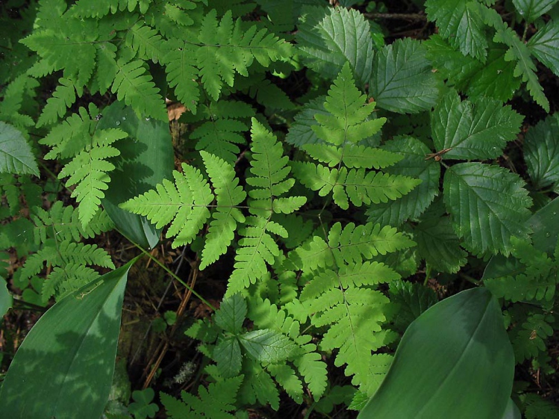 Image of Gymnocarpium dryopteris specimen.