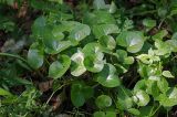 Asarum europaeum