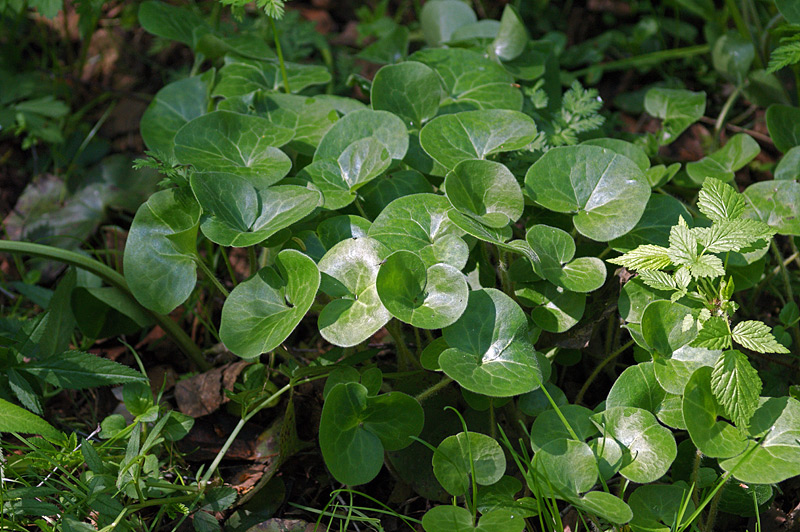 Image of Asarum europaeum specimen.