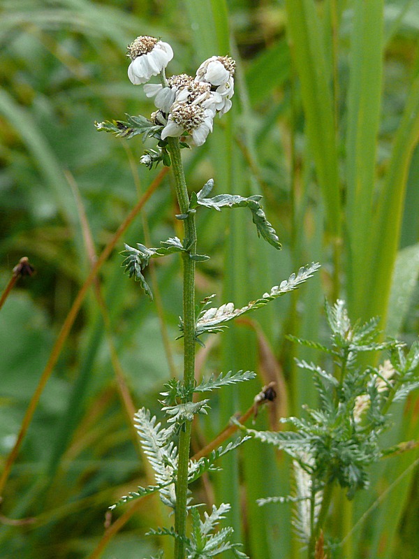 Image of Achillea ledebourii specimen.