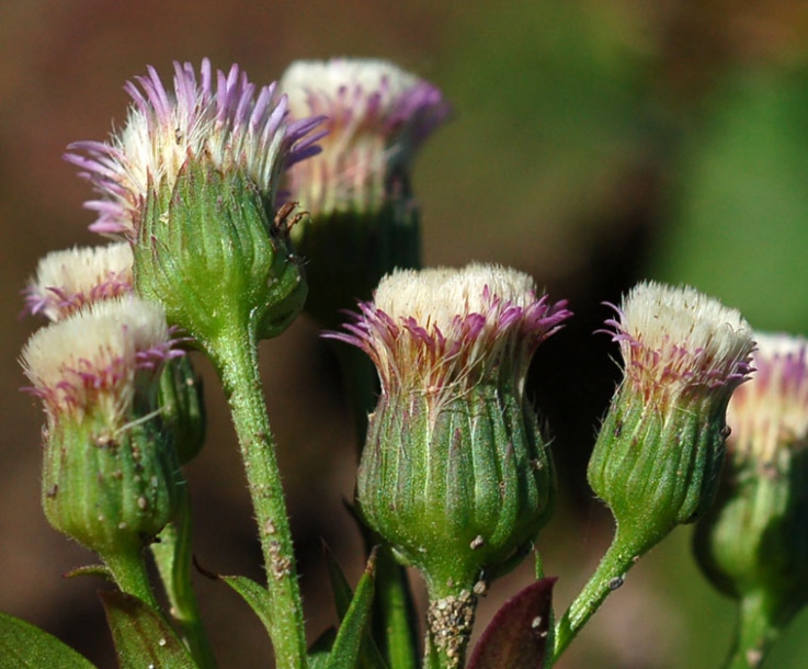 Image of Erigeron politus specimen.