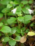 Linnaea borealis. Цветущее растение в ельнике. Ленинградская обл., Лужский р-н. Середина июня.