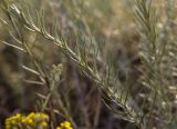 Helichrysum italicum