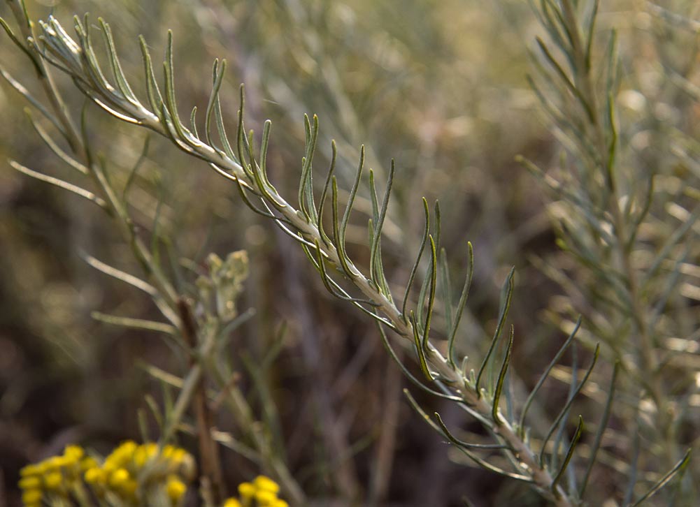 Изображение особи Helichrysum italicum.