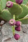 Opuntia stricta. Побеги с плодами. Черногория, муниципалитет Будва, окр. пос. Каменово, на приморском склоне. 16.10.2014.