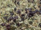 Nitraria schoberi. Ветвь с плодами. Казахстан, Кызыл-Ординская обл., г. Байконур, берег р. Сыр-Дарьи; засоленная пойма. 12.08.2009.