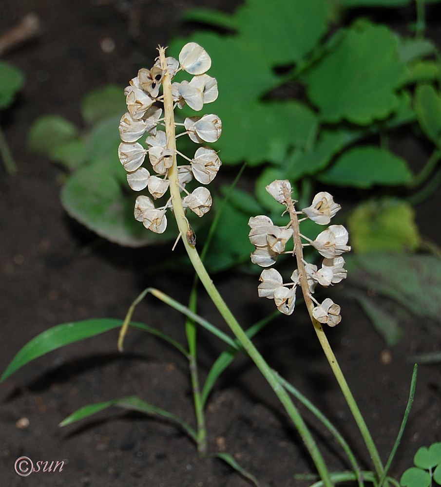 Изображение особи Muscari botryoides.