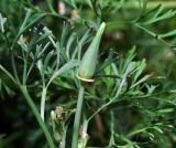 Eschscholzia californica. Бутон. Московская обл., Раменский р-н, окр. дер. Хрипань, садовый участок. 12.09.2015.