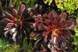 Aeonium arboreum variety atropurpureum. Верхушка вегетирующего растения. США, Калифорния, Сан-Франциско, ботанический сад. 28.02.2014.