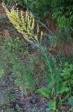 Verbascum lychnitis
