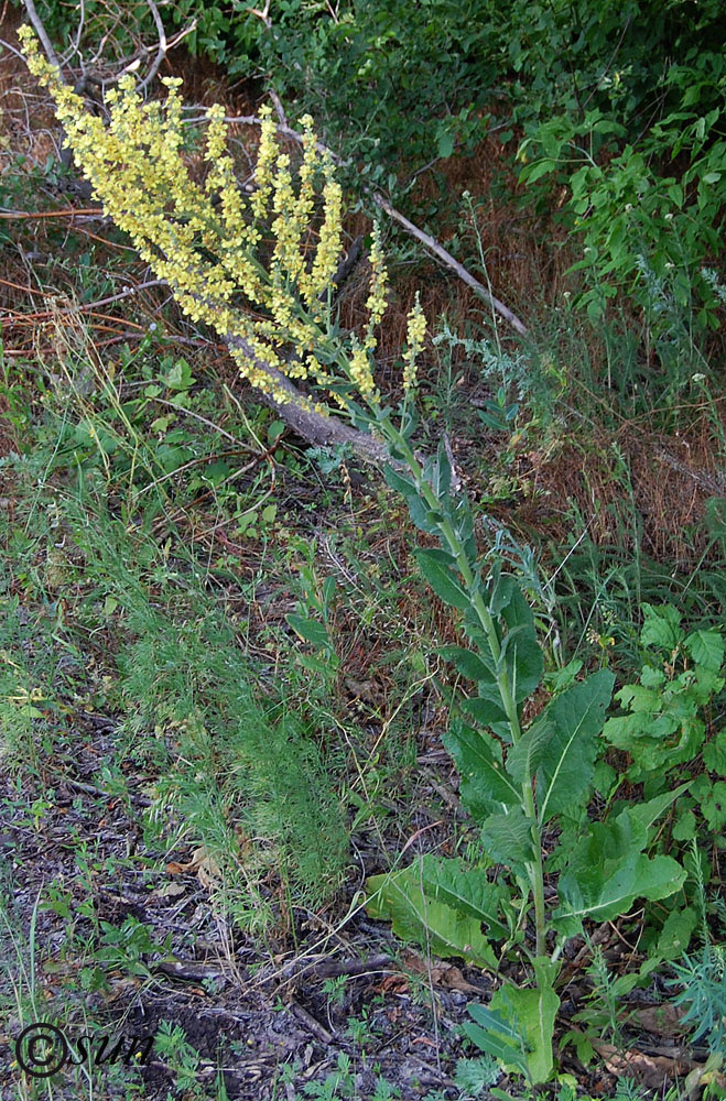 Изображение особи Verbascum lychnitis.