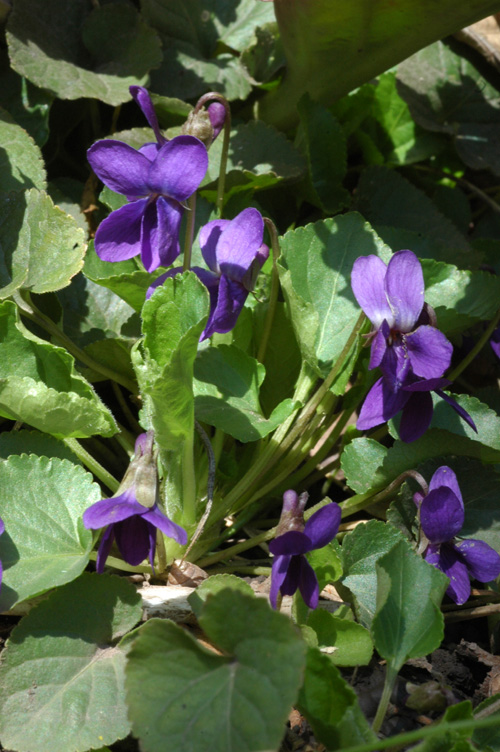 Image of Viola odorata specimen.