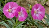 genus Convolvulus