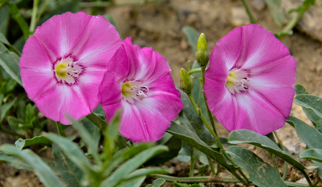 Image of genus Convolvulus specimen.