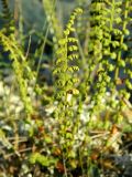 Woodsia glabella. Вайя. Якутия, Хангаласский улус, берег р. Синей. Июль 2013 г.