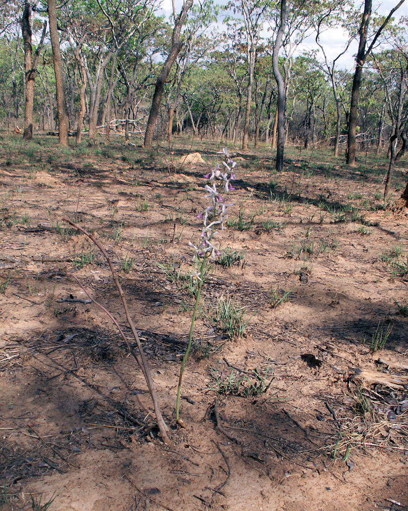 Image of Eulophia livingstoniana specimen.