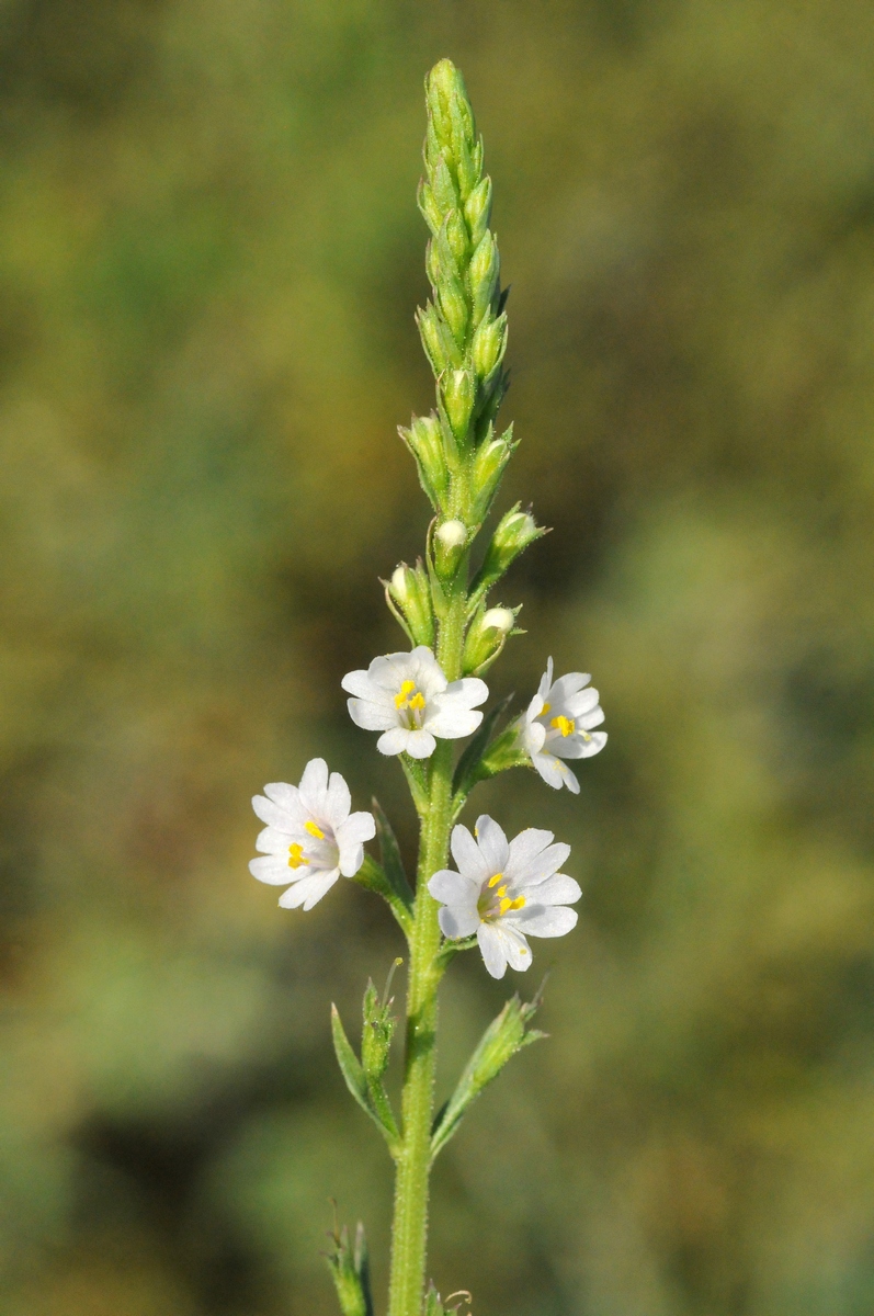 Изображение особи Leptorhabdos parviflora.