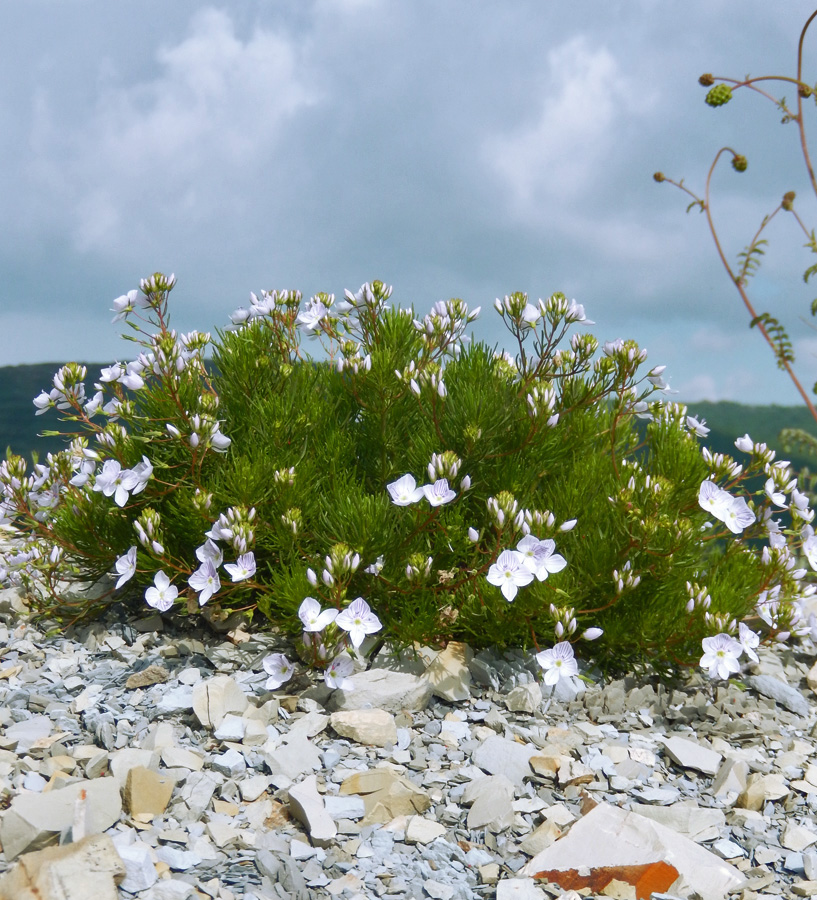 Image of Veronica filifolia specimen.