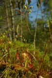 Drosera rotundifolia