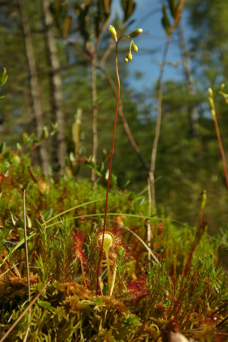 Изображение особи Drosera rotundifolia.