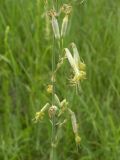 Silene chlorantha. Часть соцветия. Днепропетровская обл., левый берег Днепра напротив с. Волосское, балка Диброва. 07.06.2009.