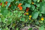 Tropaeolum majus