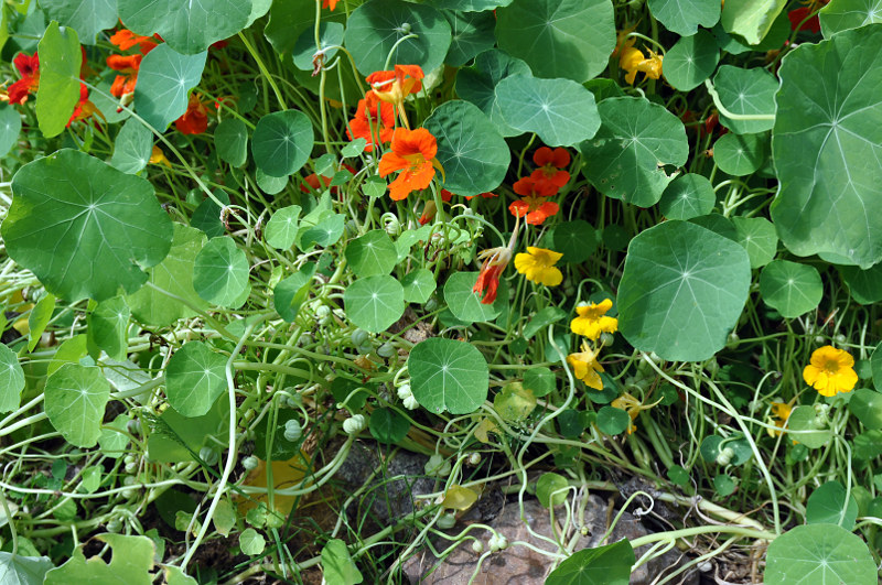 Изображение особи Tropaeolum majus.