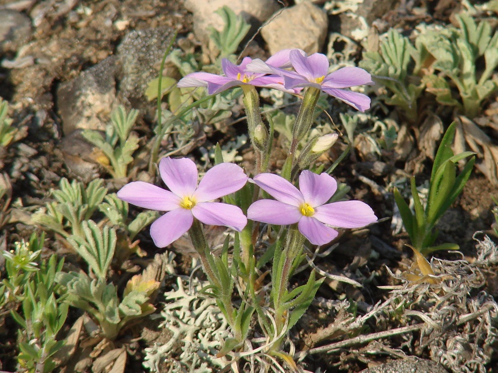 Image of Phlox sibirica specimen.