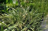 Dianella tasmanica. Цветущие растения. Сингапур, Singapore Botanic Gardens. 18.08.2014.