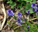 Polygala alpicola. Верхушки побегов с соцветиями. Карачаево-Черкесия, окр. пос. Архыз, хребет Абишира-Ахуба, ≈ 2000 м н.у.м., субальпийский луг. 15.06.2015.