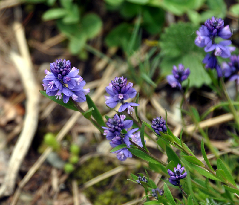 Изображение особи Polygala alpicola.